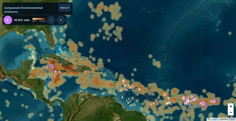 History mode: weekly satellite sightings of sargassum across the Caribbean, with tracked mat families drawn as lines.